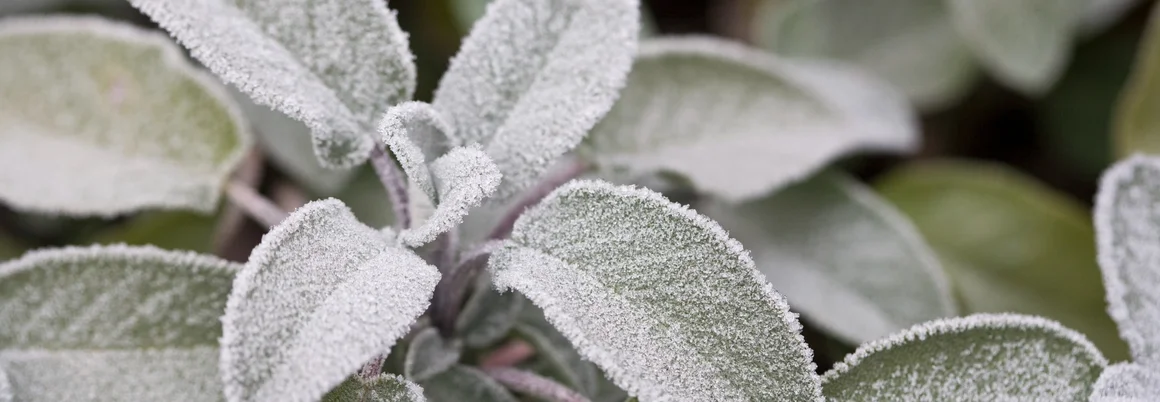 Mit Reif bedeckte Salbeiblätter